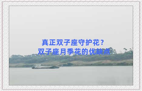 真正双子座守护花？双子座月季花的优缺点